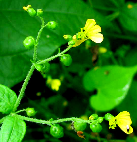 Cocolmeca, MILLERIA QUINQUEFLORA, flowers