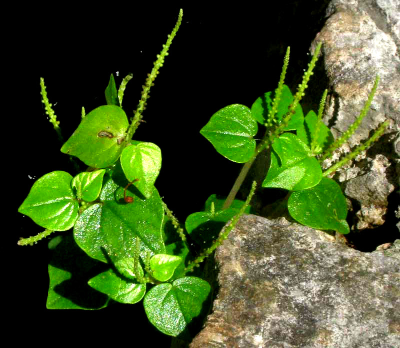 PEPEROMIA PELLUCIDA