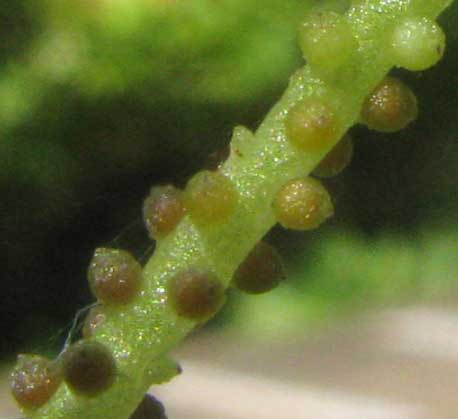PEPEROMIA PELLUCIDA, close-up of maturing fruits