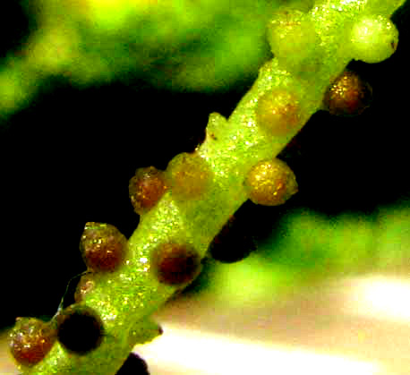 PEPEROMIA PELLUCIDA, close-up of maturing fruits