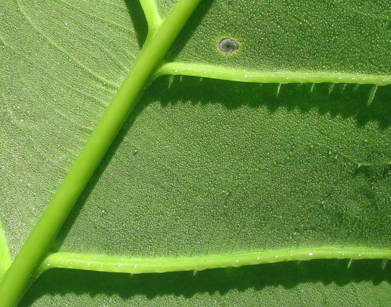 Arrowleaf Elephantear, Xanthosoma sagittifolium, light trick caused by dewdrops on vein beneath blade