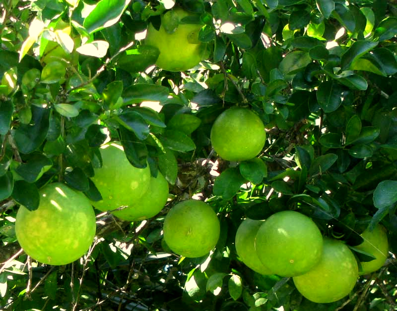 Grapefruit in tree, CITRUS x PARADISI