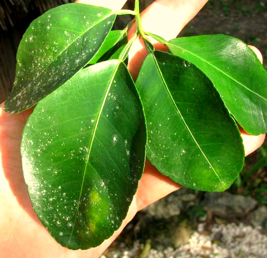 Grapefruit, CITRUS x PARADISI, leaves