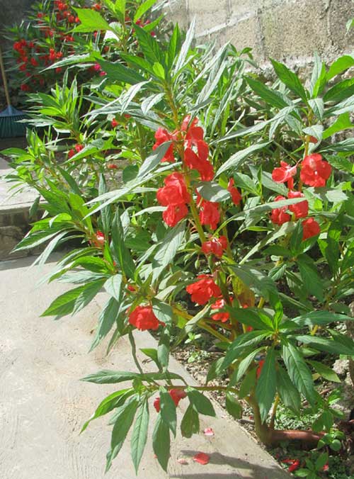 Garden Balsam, IMPATIENS BALSAMINA