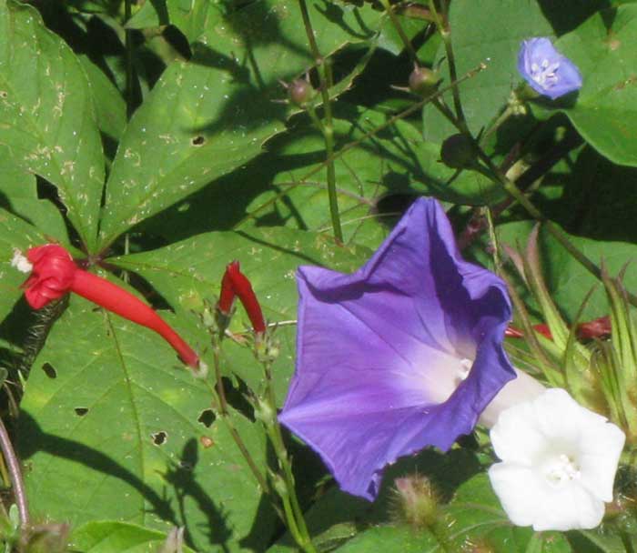 morning glories in the Yucatan