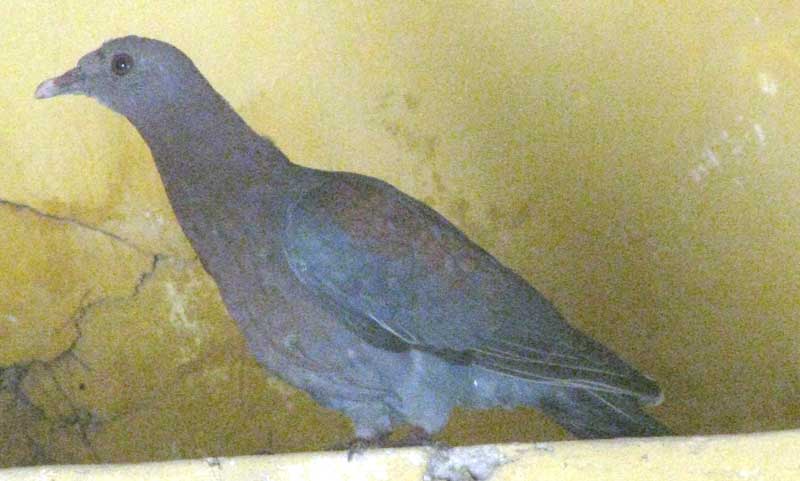 Red-billed Pigeon, COLUMBA FLAVIROSTRIS