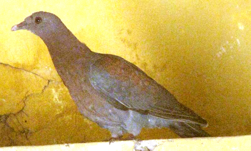 Red-billed Pigeon, COLUMBA FLAVIROSTRIS