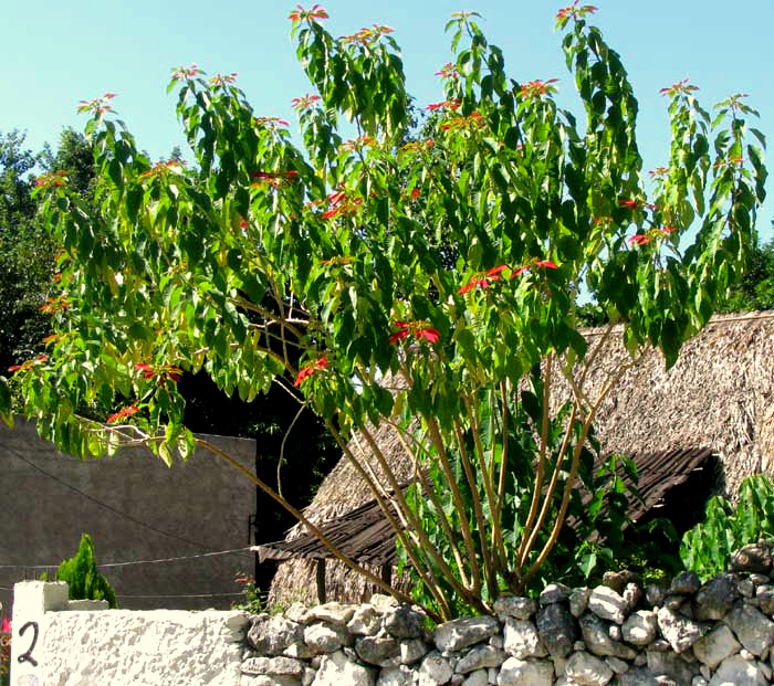 Poinsettia, EUPHORBIA PULCHERRIMA