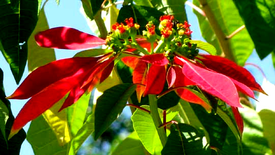 Poinsettia, EUPHORBIA PULCHERRIMA