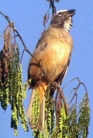 Grayish Saltator, SALTATOR COERULESCENS