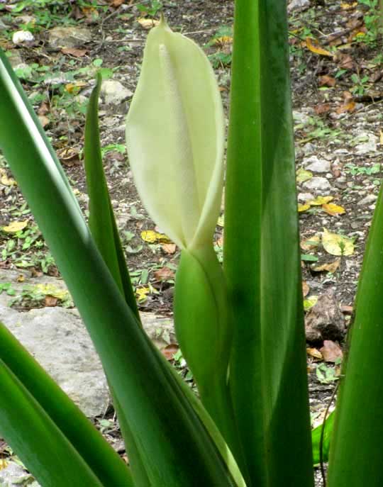 Arrowleaf Elephantear, Xanthosoma sagittifolium, 