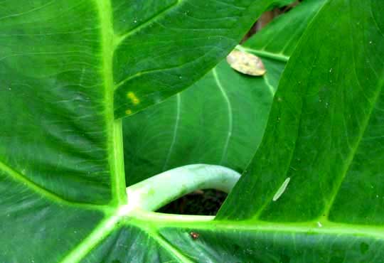 Arrowleaf Elephantear, Xanthosoma sagittifolium, leaf showing how petiole attaches to blade