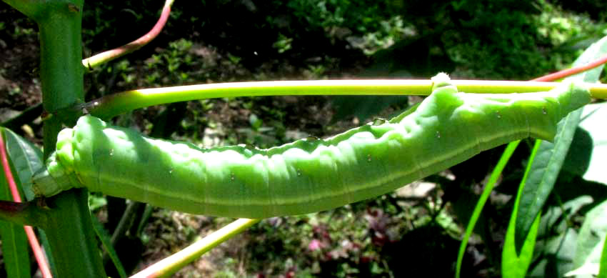 Cassava Hornworm, ERINNYIS ELLO