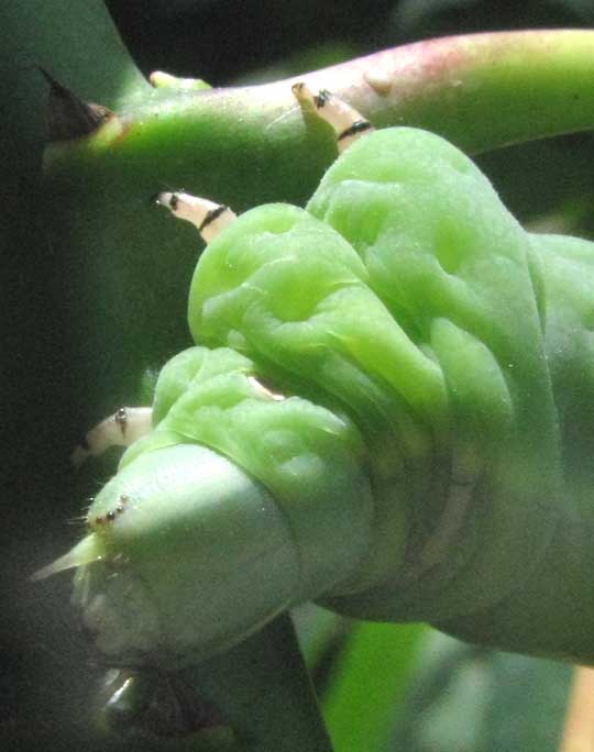 Cassava Hornworm, ERINNYIS ELLO, head