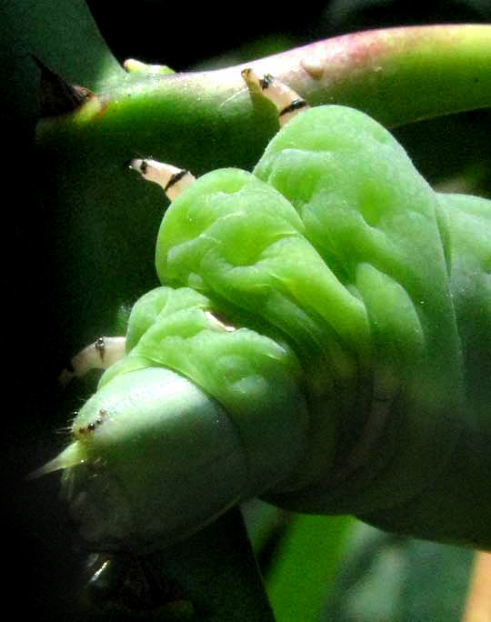 Cassava Hornworm, ERINNYIS ELLO, head