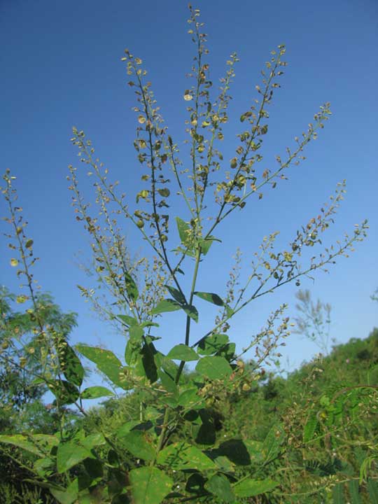 Zarzabacoa, DESMODIUM GLABRUM