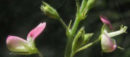 Zarzabacoa, DESMODIUM GLABRUM, flowers