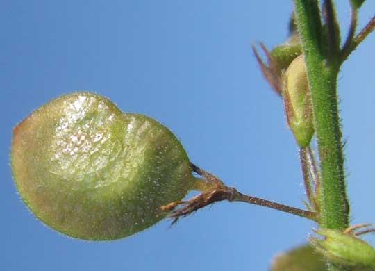 Zarzabacoa, DESMODIUM GLABRUM