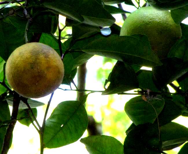 Bitter or Sour Orange, CITRUS AURANTIUM, fruits on tree
