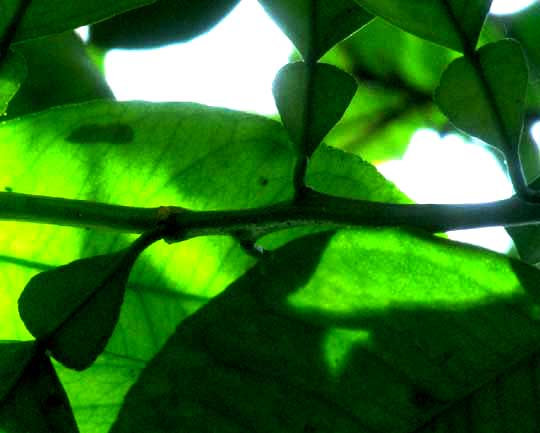 Bitter or Sour Orange, CITRUS AURANTIUM, winged leaf petioles