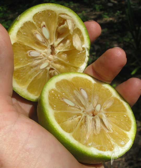 Bitter or Sour Orange, CITRUS AURANTIUM, cut-open oranges