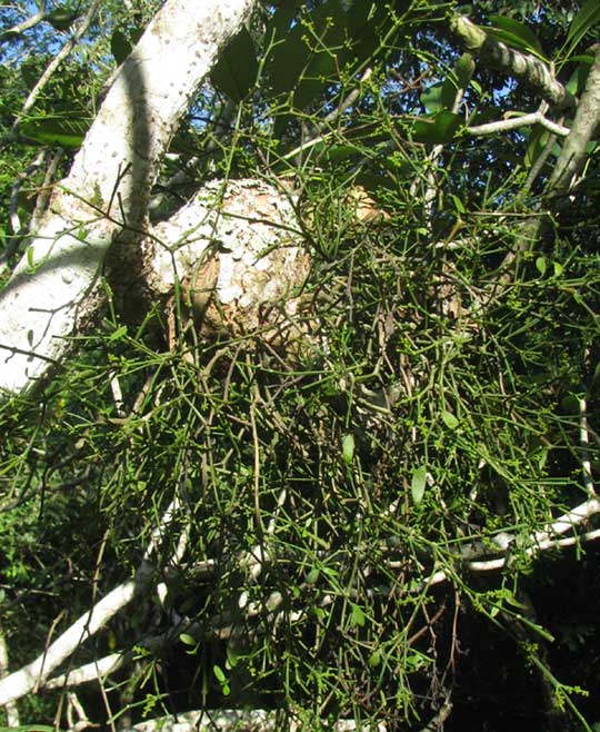 Needletipped Mistletoe, PHORADENDRON MUCRONATUM