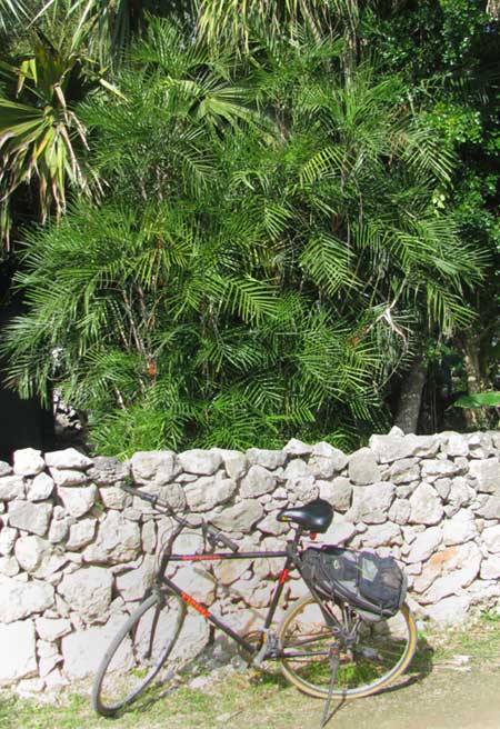  Bamboo Palm or Reed Palm, CHAMAEDOREA SEIFRIZII