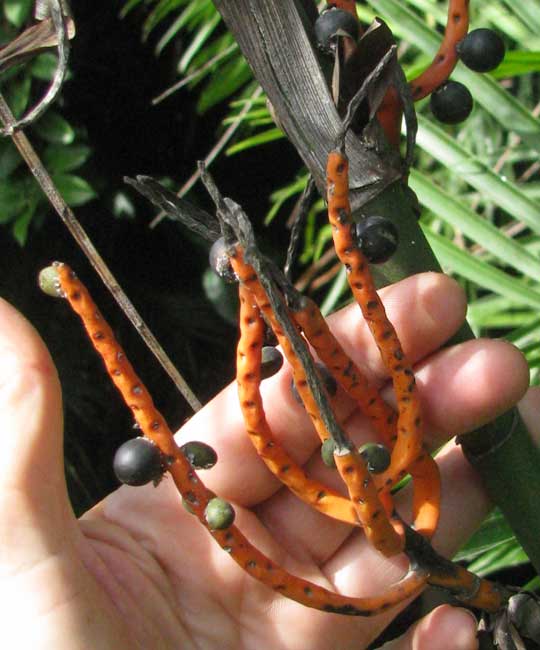  Bamboo Palm or Reed Palm, CHAMAEDOREA SEIFRIZII, fruiting inflorescence