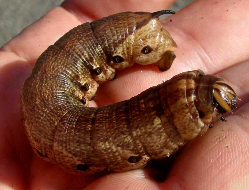 Sweetpotato Hornworm, AGRIUS CINGULATA