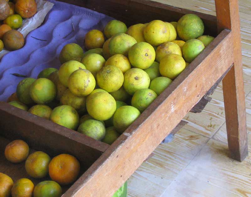 Orange, CITRUS x SINENSIS, oranges in fruit bin