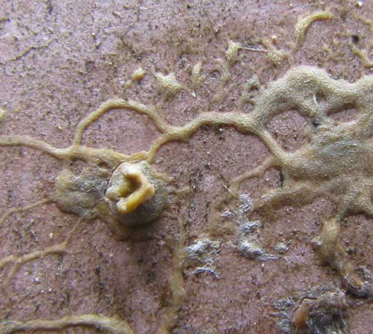 Slime Mold, cf. PHYSARUM POLYCEPHALUM, close-up