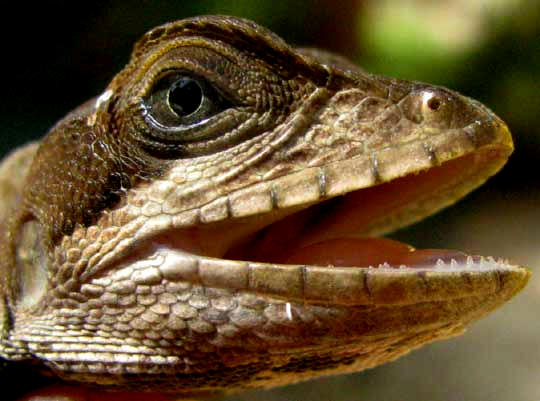 Striped Basilisk, BASILISCUS VITTATUS, face