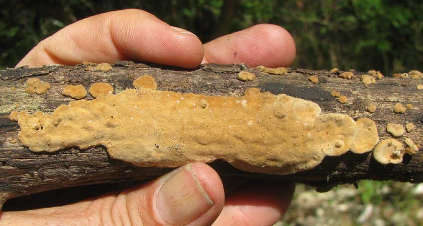 Phellinus punctatus