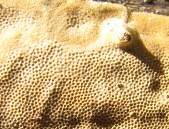 cf Phellinus punctatus, pore close-up