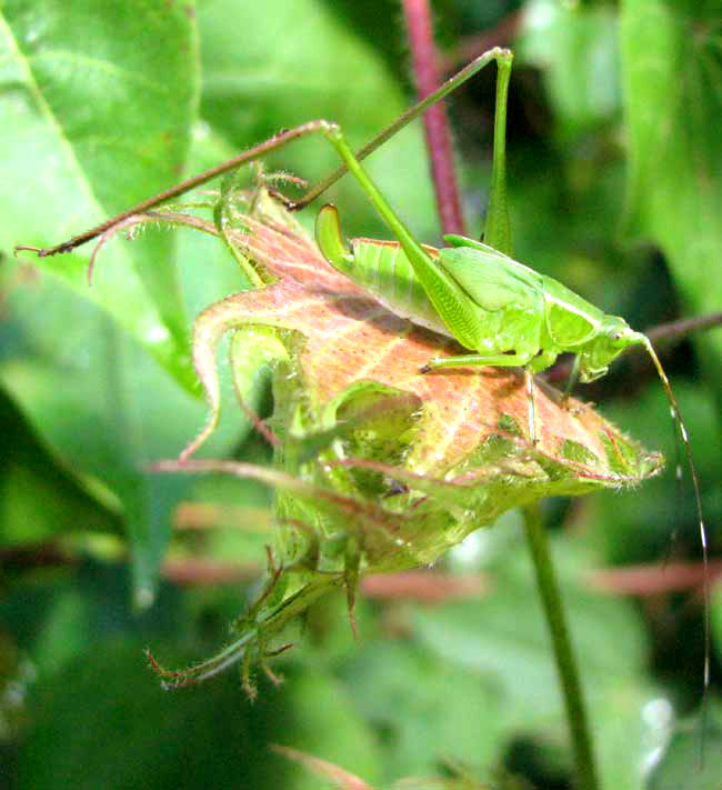 Mexican Bush Katydid, SCUDDERIA MEXICANA nymph