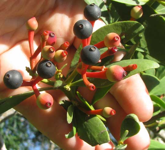 Mayan Tropical Mistletoe, PSITTACANTHUS MAYANUS, black fruits