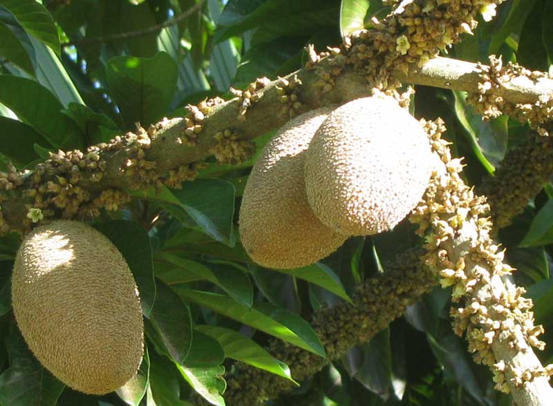 Mamey, POUTERIA SAPOTA, fruit