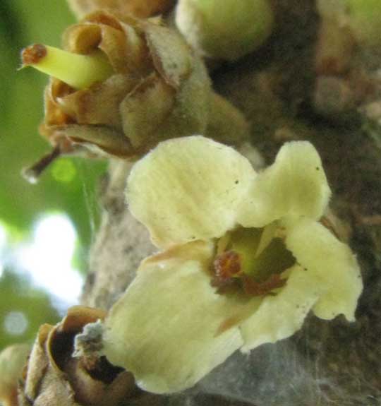 Mamey, POUTERIA SAPOTA, flower