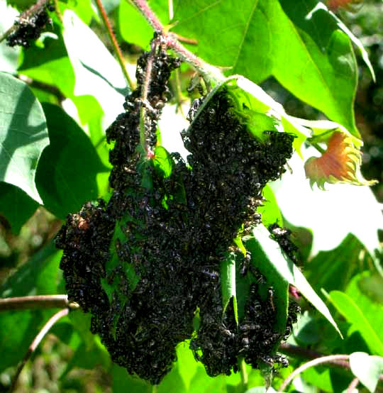 paper wasp swarm