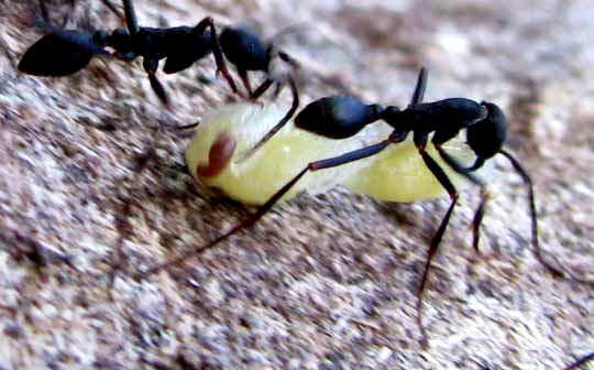 ants carrying wasp pupae