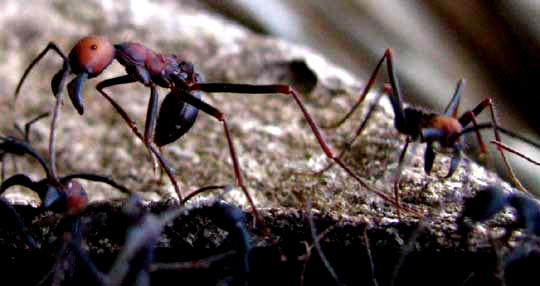 soldier ants guarding workers robbing wasp nest
