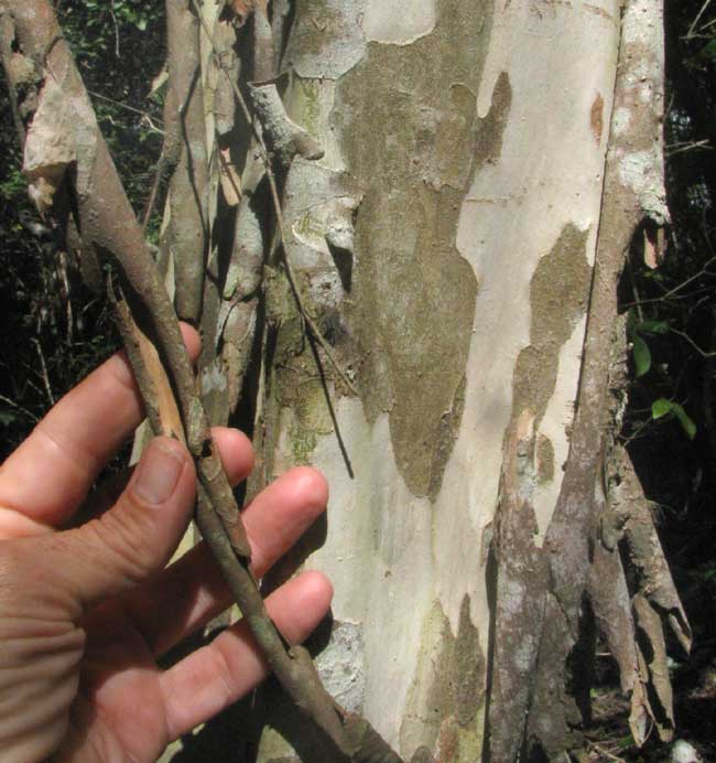 CHLOROLEUCON MANGENSE, trunk with flaky bark