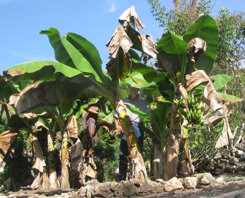 Dwarf Banana, MUSA NANA