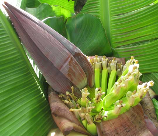 Dwarf Banana, MUSA NANA, flower cluster