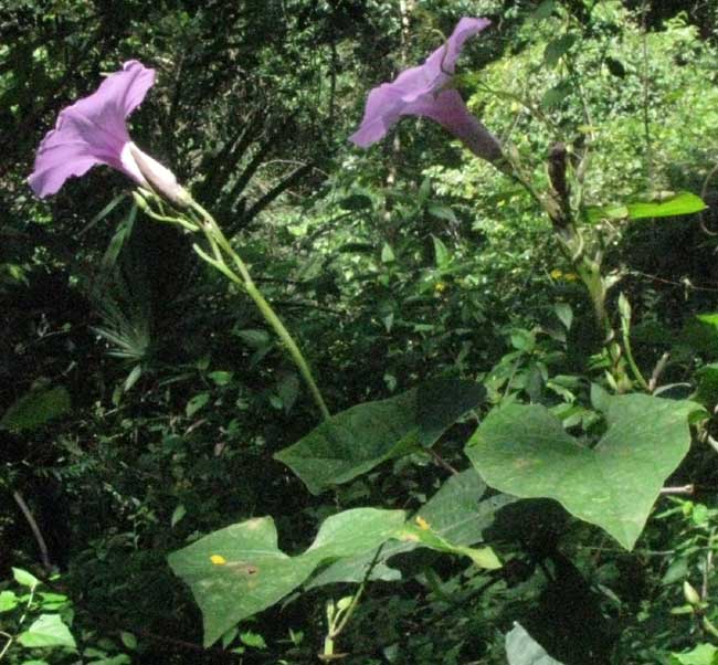 Morning Glory, IPOMEA TILIACEA