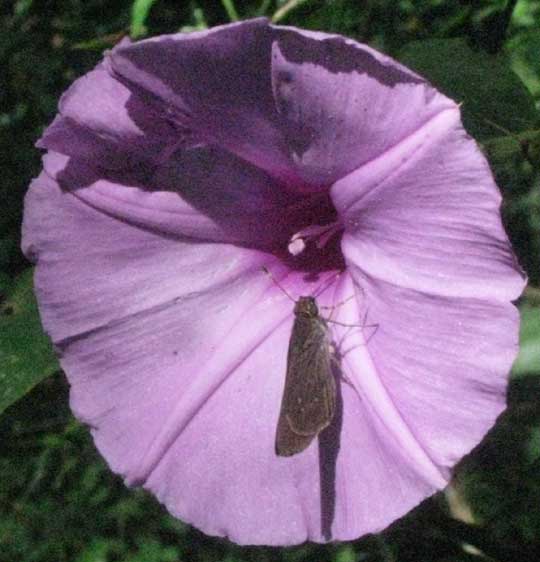 Morning Glory, IPOMEA TILIACEA, flower