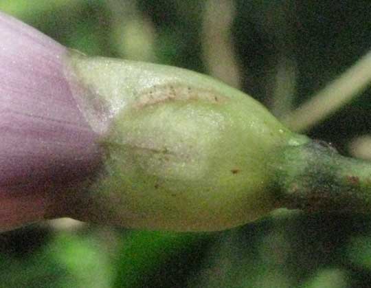 Morning Glory, IPOMEA TILIACEA, sepals