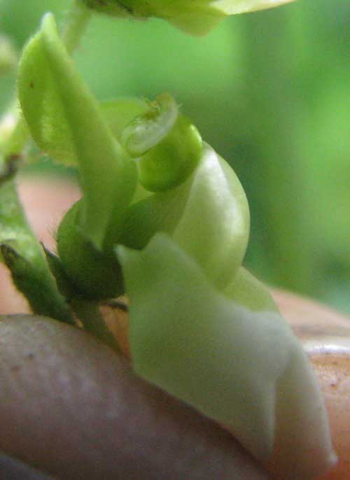 Flower of Maya Lima Bean or Butterbean, PHASEOLUS LUNATUS, style extended