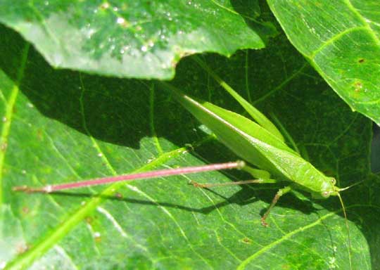 Anglewing Katydid