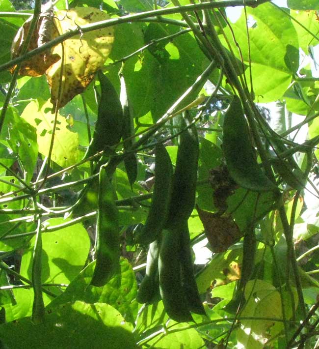 dangling bean pods